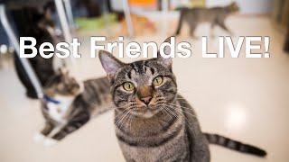 Cat cam  live video of cats distracting us with their cuteness at Best Friends Animal Sanctuary [upl. by Helse]