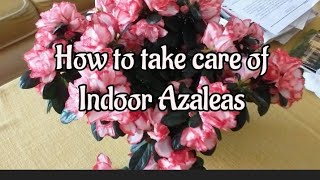 How to take care of Indoor Azalea [upl. by Noelani]