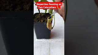 Feeding my Nepenthes two juicy caterpillars🐛 pitcherplant nepenthesplant carnivorousplants [upl. by Joris]