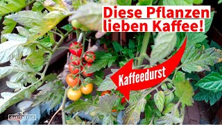 Diese Pflanzen haben Kaffeedurst Kaffee als Dünger im Garten [upl. by Adala137]