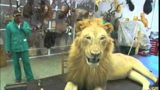 Highveld Taxidermists on Western Extreme Show [upl. by Supmart]