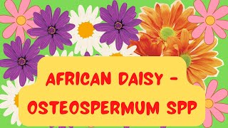 African Daisy  Osteospermum spp [upl. by Ssac766]