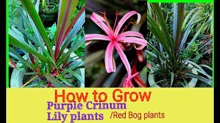 How to Grow  Purple Crinum Lily Plants [upl. by Atsugua]