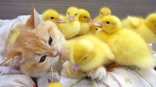 Kitten Loki and his duckling babies  Ducklings love their kitty mom [upl. by Ozen]