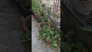 Tulsi plant care tulsi vastulogy astrolgy terracegardeningforbeginners [upl. by Akinam244]