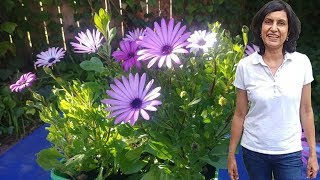 How to Propagate African Daisies with actual results [upl. by Britney404]