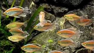 Congo Tetras Phenacogrammus interruptus [upl. by Doowron443]