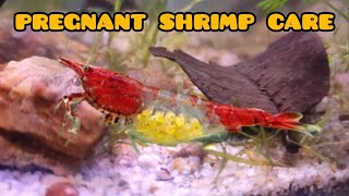 My  RED RILI SHRIMP  is about to lay eggs  BERRIED SHRIMP care and transfer [upl. by Py]