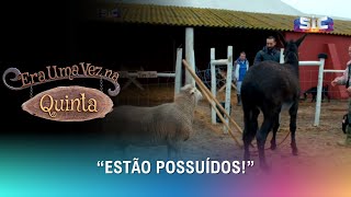 Animais da Quinta Sem Controlo Provocam o Caos  Era Uma Vez na Quinta [upl. by Eatnoled]