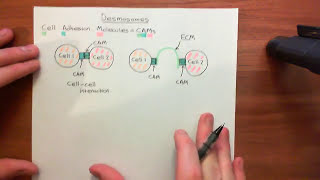 Desmosomes Part 1 [upl. by Goldstein]