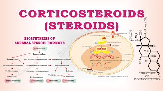 Steroids  Corticosteroids  classification of steroids [upl. by Ginsburg285]