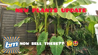 New UK BampM TROPICAL plant haul 🌴😎 cant believe some of bargains and new varieties that BampM has 🤩🌴 [upl. by Adams]