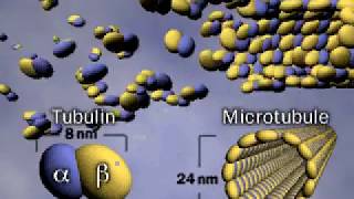 Microtubule  Tubulin  Cytoskeleton [upl. by Artemla437]