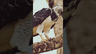 Harpy Eagle facts nayiasha amazingfact birdwildlife [upl. by Htrowslle]