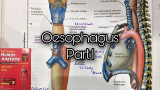 Anatomy of Oesophagus Part 1 Constrictions of oesophagus  part 1 [upl. by Corbett]