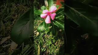 Flowers in my garden 🏵️💐mygardenview shortsvideo [upl. by Aiket]