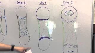 Endochondral Ossification Teaching Project [upl. by Tnahsin695]