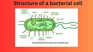 Structure of a bacterial cell [upl. by Goulden498]