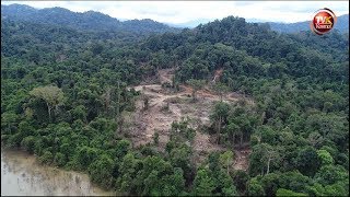 Kesan pembalakan hutan di Ulu Muda Sik Kedah [upl. by Ityak]