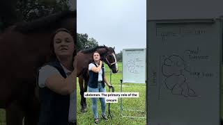 3 Facts About the Equine Cecum [upl. by Lorrie]