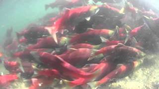 Sockeye Salmon Spawning in the Fraser River [upl. by Louanna]