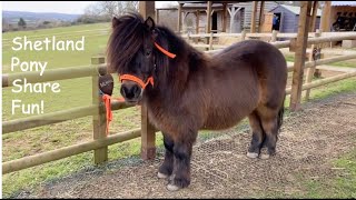 Shetland Pony Share Fun TV Episode 429 [upl. by O'Donovan418]