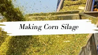 Corn Silage  Maize Silage  Pashuon ka Achar  Making Process [upl. by Gwenni]