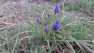 Szafirek armeński  Muscari armeniacum [upl. by Rasmussen94]