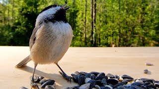 The Adorable Sounds of Carolina Chickadees Will Melt Your Heart [upl. by Germayne]