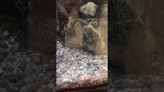 Huge Hypostomus Plecostomus [upl. by Allix]