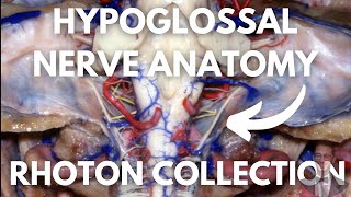 Hypoglossal Nerve Neuroanatomy  All What You Need to Know  Excpetional Neurosurgical Dissections [upl. by Guidotti385]