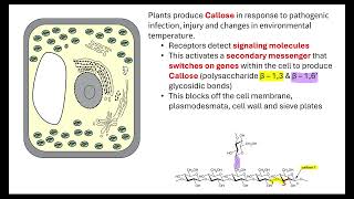 Plant defences OCR A ALevel Biology Revision 411 [upl. by Jewel394]