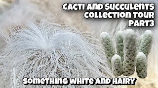 Cactus and Succulent Collection Tour Part 3  Something White and Hairy plants in my Collection [upl. by Niarfe411]