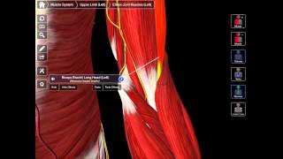 The Contents Of The Cubital Fossa [upl. by Loux]