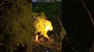 Big Male Lion Night Time Next Safari 😱🔥🔥 safari wildlife animals bigcat [upl. by Kcirddot465]