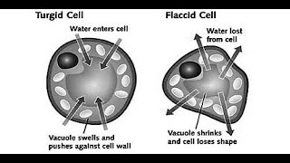 Turgid and Flaccid Plant Cell [upl. by Nref]