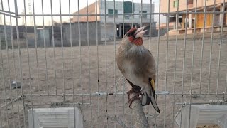 The best competitions of singer gold finch singing [upl. by Suirauqram175]