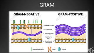 La coloración o tinción de Gram [upl. by Noam]