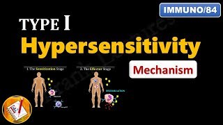 Type I Hypersensitivity Reactions PART 2  Mechanism explained FLImmuno84 [upl. by Airetak]