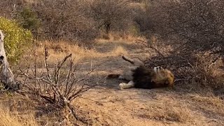 Masungulo Male Lion still Recovering from the Lionesses attack  2 September 2024 [upl. by Eiltan]