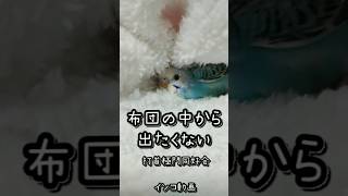 【インコ】布団の中から出たくない 打首極門同好会 インコver shorts [upl. by Ailekat]