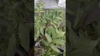 subah subah naha dho kar taiyaar ho gaye plants [upl. by Leach]