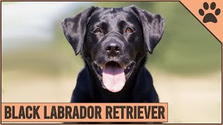 Black Labrador Retriever Dog Breed Information  Dog World [upl. by Ynnohj]