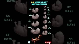 4  8 weeks 👶development  Pregnancy first trimester  4  8 Weeks Pregnant baby shorts pregnancy [upl. by Cilurzo]