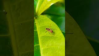 Ensign fly nature insect behavior video species habitat creature macro viralsong love [upl. by Hannaj546]