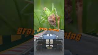 GRASSHOPPERS OR LOCUSTS short facts [upl. by Ahsiat]