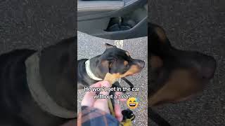 The Car Cookie Conundrum 🐶🍪 ytshorts shorts dogshorts pitbull rescuedog pitbullsofyoutube [upl. by Anoval378]