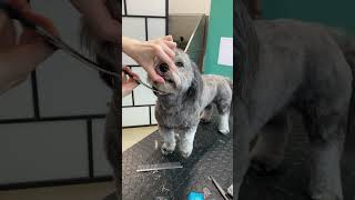 Havanese dog face trim [upl. by Caesaria]