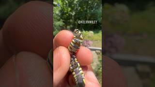 Monarch Caterpillar amp Butterfly [upl. by Attenad]