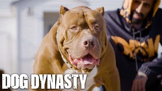 The Return Of Hulk  The World’s Biggest Pitbull  DOG DYNASTY [upl. by Ramaj]